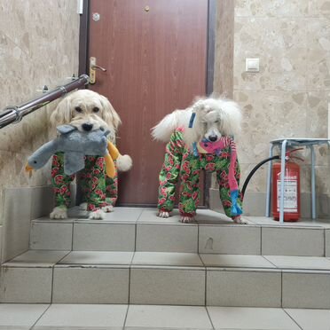 Голдендудль, щенок