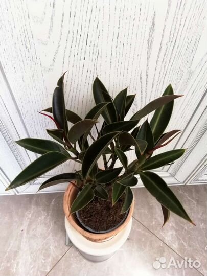 Фикус эластика Найроби