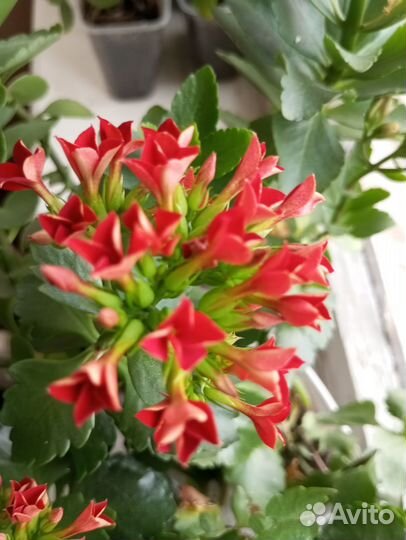 Каланхоэ срез