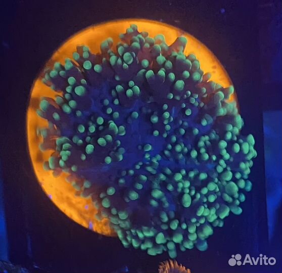 Кораллы для начинающих