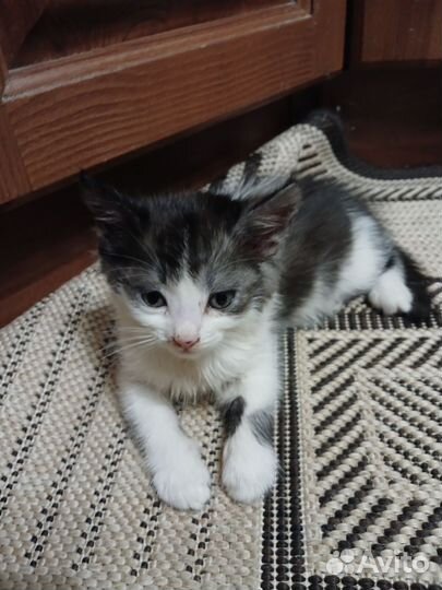 Котята всё едят и ходят в лоток