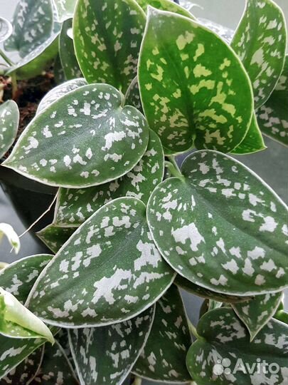 Ароидные. Scindapsus/Сциндапсусы, эпипремнумы