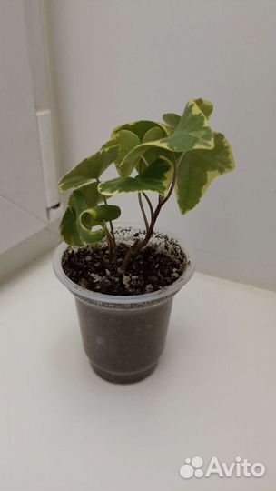 Плющ хедера