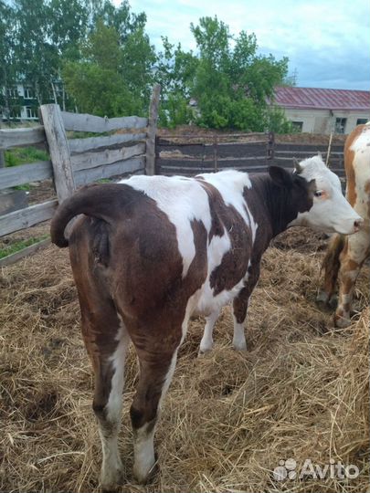 Продам коров