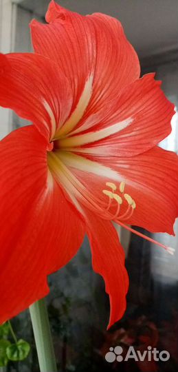 Гиппиаструм