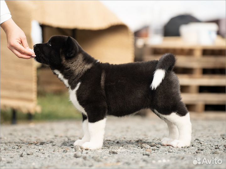 Девочка Американской Акиты