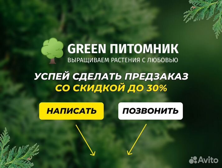 Туя западная Смарагд