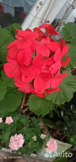 Пеларгония герань