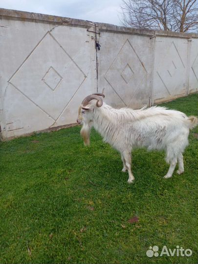 Козел на племя