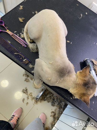 Стрижка кошек с выездом