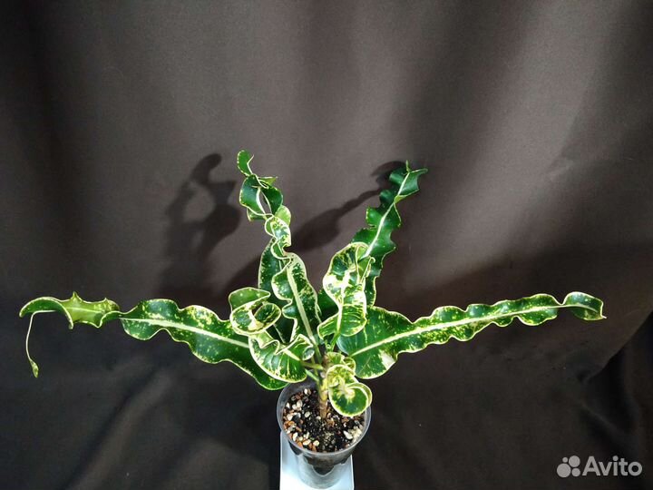 Кротон тайский ай я рат