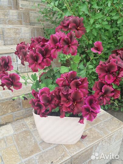 Пеларгония герань