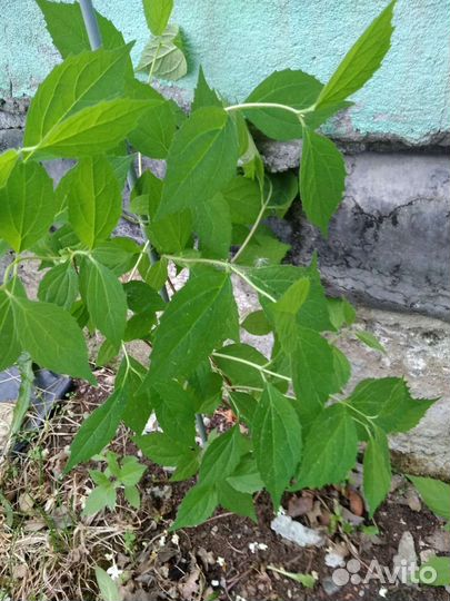 Жасмин чубушник