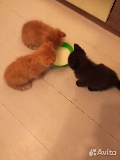 Кошка в дар