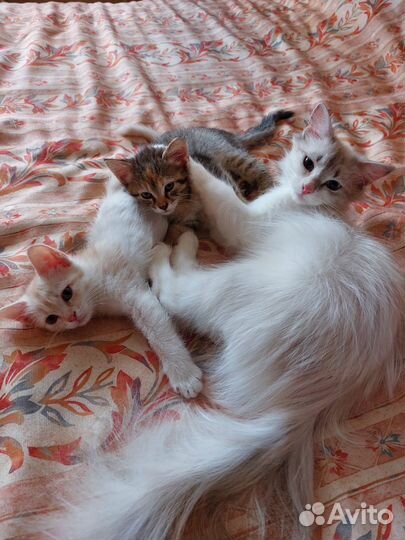 Самая милая кошечка