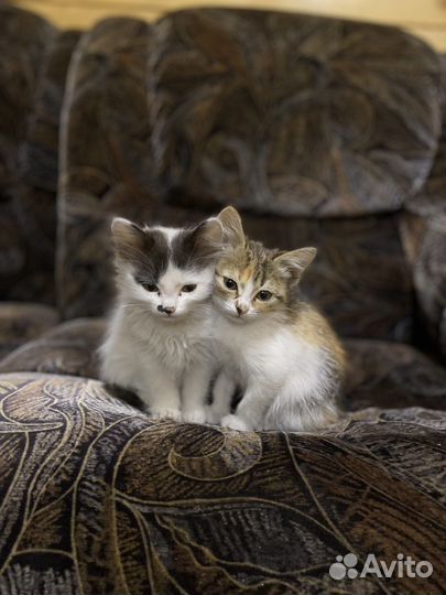 Котята в добрые руки бесплатно