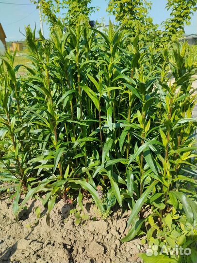 Цветы многолетние