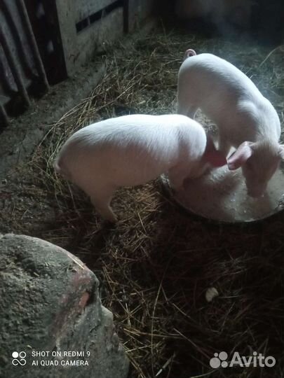 Поросята ландрас
