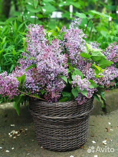 Плетеный горшок, кашпо для цветов