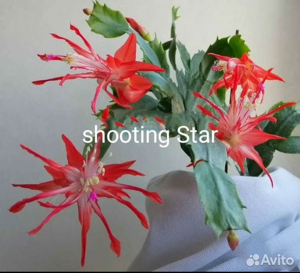 Редкие сорта шлюмбергер, Декабрист