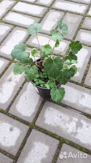 Все для дома и дачи