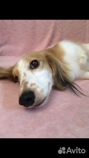 Вязка такса пайболд крем