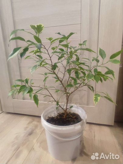 Фикус Бенджамина Кинки вариегат. Драцена Маргината