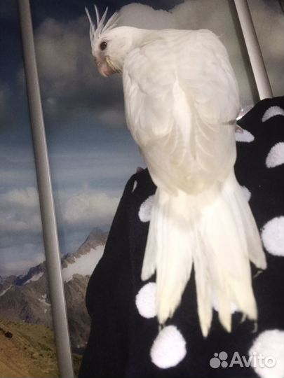 Птенец -выкормыш белолицей кареллы Паровый альбино