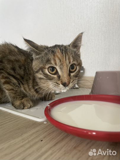 Котенок девочка в дар