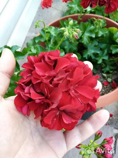 Плющелистная ампельная герань