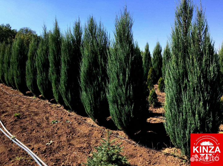 Можжевельник скайрокет и другие растения