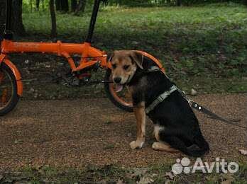 Щенок в дар