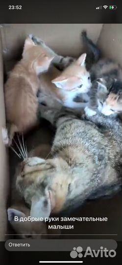 Котята в добрые руки