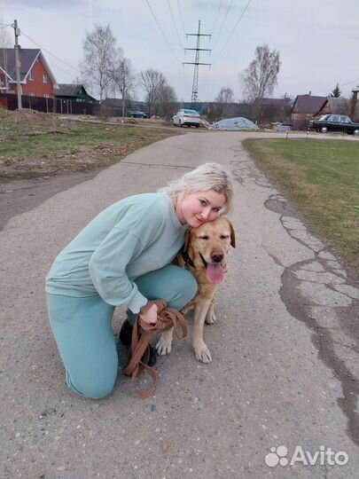 Выгул собак