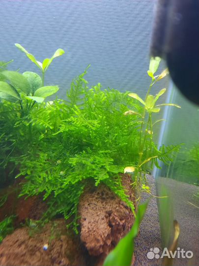 Аквариумный мох кристмас