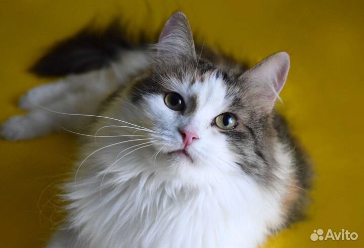 Кошка Фенечка