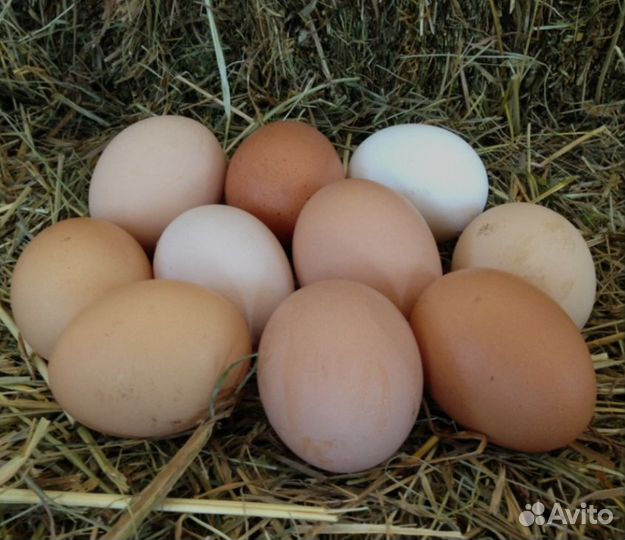 Домашние куриные яйца
