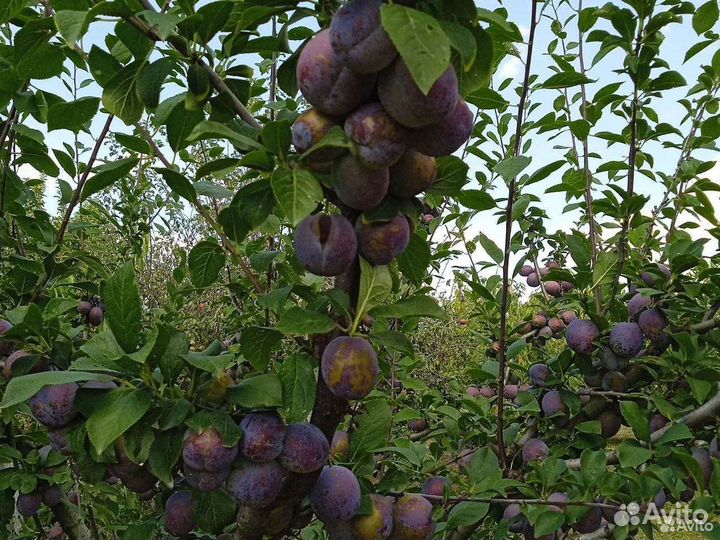 Слива.оптом.и.в.розницу