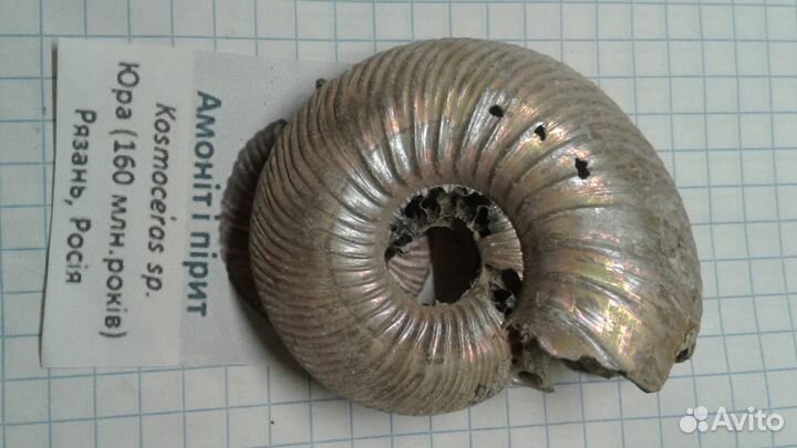 Палеонтология,окаменелости