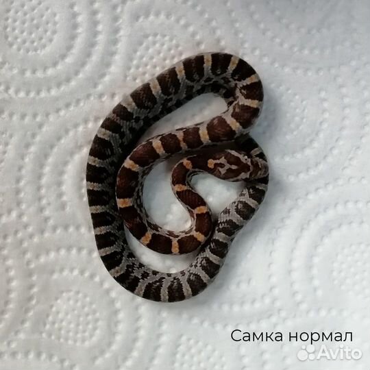 Маисовые полоза