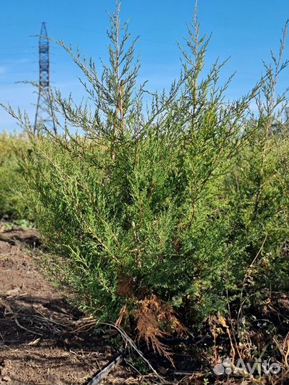 Можжевельник виргинский