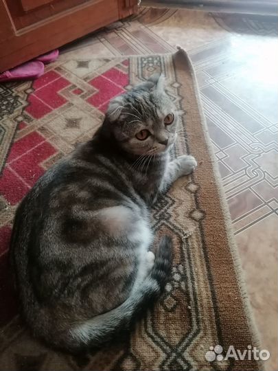 Продаю шотландских котят