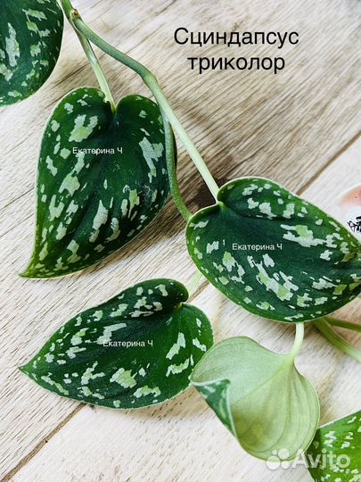 Сциндапсусы, эпипремнумы, рафидофора