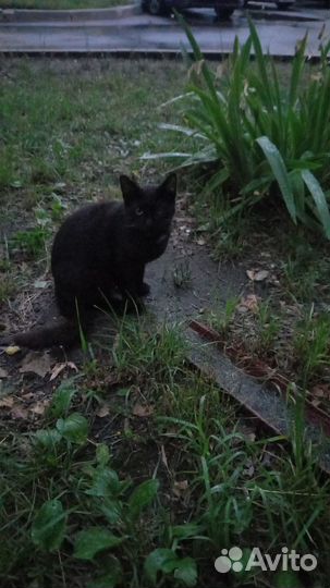 Домашний кот ищет хозяина