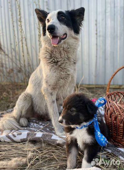 Бордер колли метис и щенки ищут дом