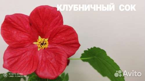 Абутилон (Комнатный Клен)