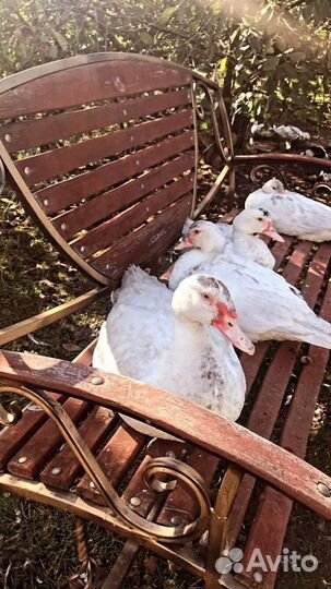 Мясо индоутки,утки