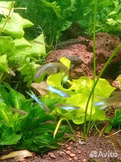 Гуппи эндлера кровавое сердце