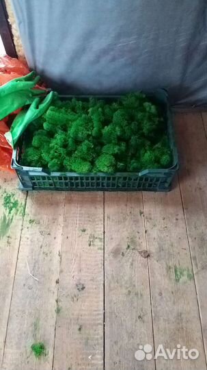 Мох стабилизированный.картины.цыфры