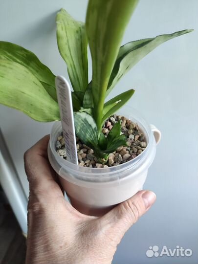 Сансевиерия сортовая